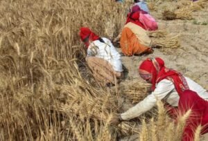 wheat