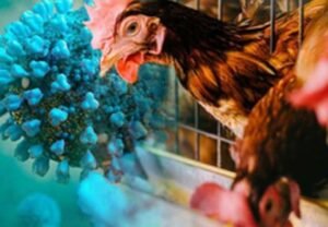 Bird flu 