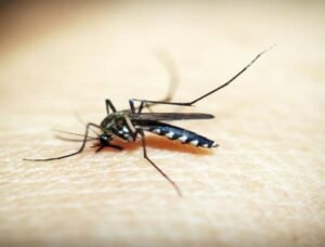 Mosquito