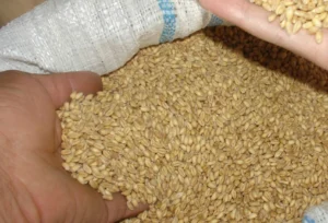 गेहूं की कीमतों में रिकॉर्ड वृद्धि, महंगाई बढ़ने का खतरा